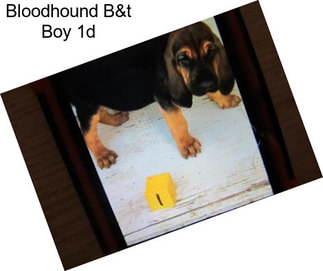 Bloodhound B&t Boy 1d