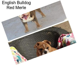 English Bulldog Red Merle