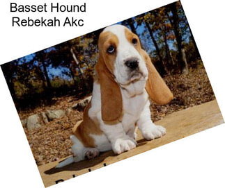 Basset Hound Rebekah Akc