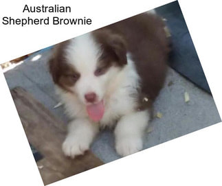 Australian Shepherd Brownie