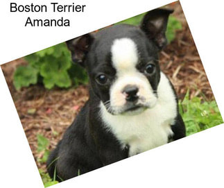 Boston Terrier Amanda