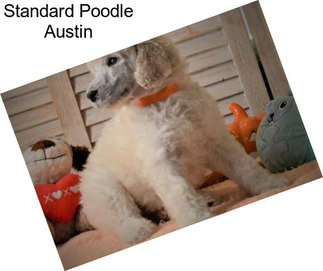 Standard Poodle Austin