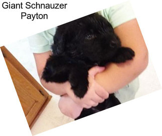 Giant Schnauzer Payton