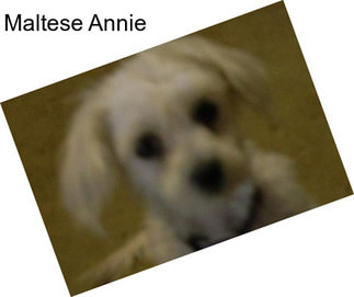 Maltese Annie