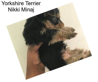 Yorkshire Terrier Nikki Minaj