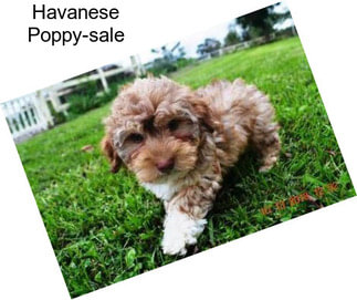 Havanese Poppy-sale