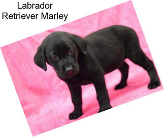 Labrador Retriever Marley