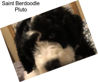 Saint Berdoodle Pluto