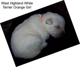 West Highland White Terrier Orange Girl