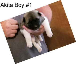 Akita Boy #1