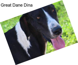 Great Dane Dina