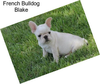 French Bulldog Blake