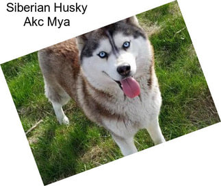 Siberian Husky Akc Mya