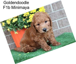 Goldendoodle F1b Minimaya