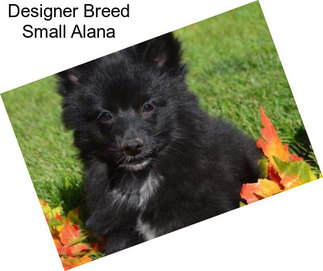 Designer Breed Small Alana