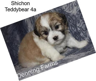 Shichon Teddybear 4a