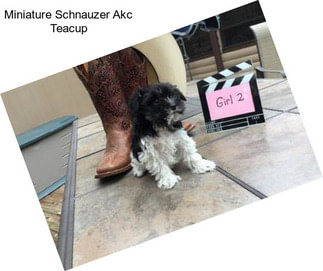 Miniature Schnauzer Akc Teacup