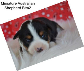 Miniature Australian Shepherd Btm2