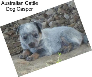 Australian Cattle Dog Casper