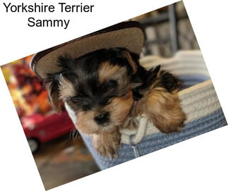 Yorkshire Terrier Sammy