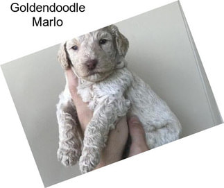 Goldendoodle Marlo