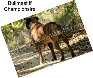 Bullmastiff Championsire
