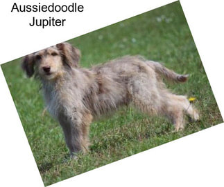 Aussiedoodle Jupiter