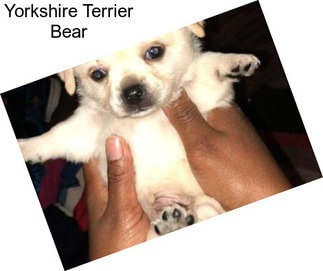 Yorkshire Terrier Bear