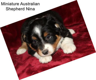 Miniature Australian Shepherd Nina