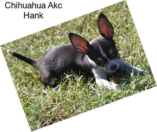 Chihuahua Akc Hank