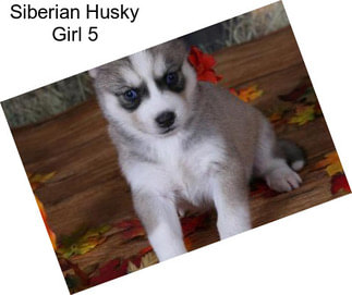 Siberian Husky Girl 5
