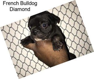 French Bulldog Diamond