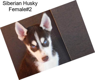 Siberian Husky Female#2