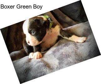 Boxer Green Boy
