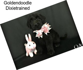 Goldendoodle Dixietrained