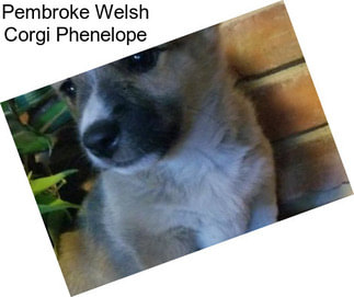 Pembroke Welsh Corgi Phenelope