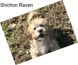 Shichon Raven