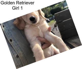 Golden Retriever Girl 1