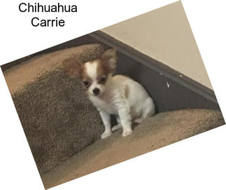 Chihuahua Carrie