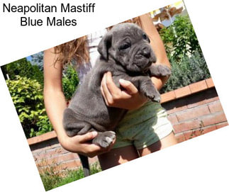 Neapolitan Mastiff Blue Males