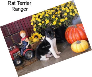 Rat Terrier Ranger