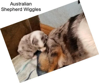 Australian Shepherd Wiggles