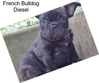 French Bulldog Diesel