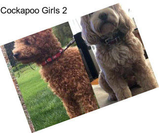 Cockapoo Girls 2