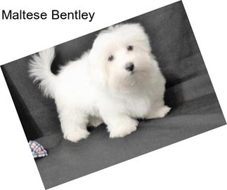 Maltese Bentley