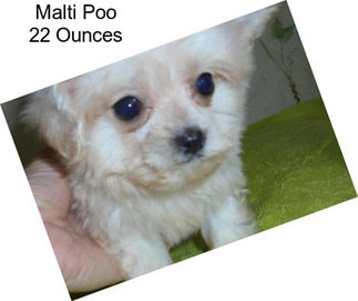 Malti Poo 22 Ounces