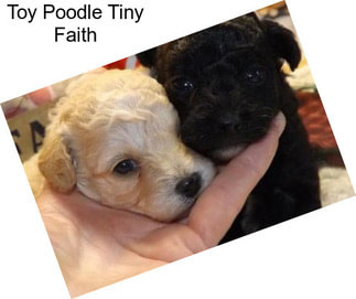 Toy Poodle Tiny Faith