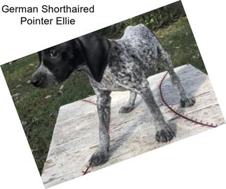 German Shorthaired Pointer Ellie