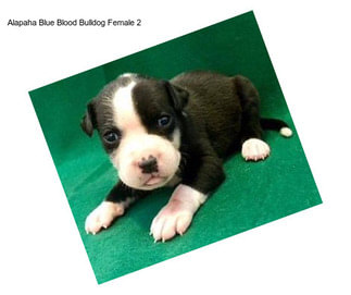 Alapaha Blue Blood Bulldog Female 2