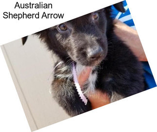 Australian Shepherd Arrow